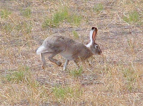 Photo of Lepus townsendii by Public Domain